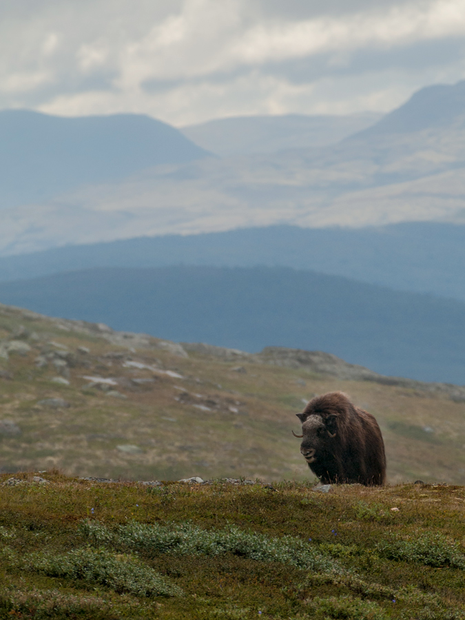 Foto Adventskalender, Moschusochsen, Dovrefjell National Park, Norwegen,