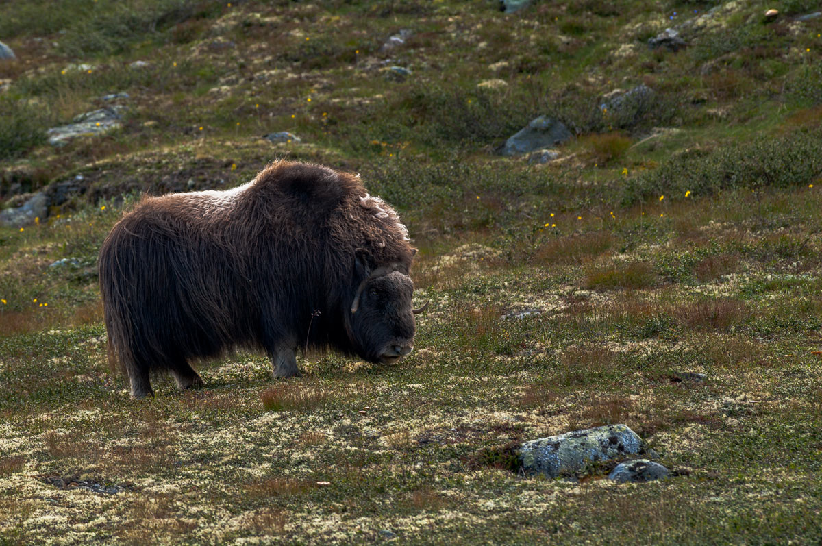 Foto Adventskalender, Moschusochsenbulle, Dovrefjell National Park, Norwegen,