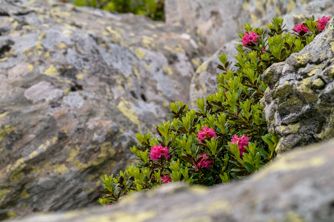 Flora und Faune zwischen den Felsen der Kempspitze