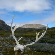 Foto Adventskalender, Trekking, Dovrefjell National Park, Norwegen, Rentiergeweih
