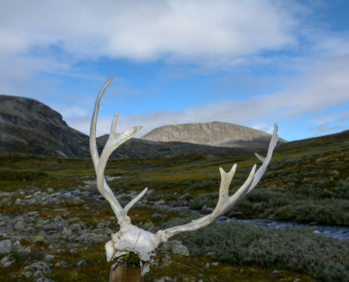 Foto Adventskalender, Trekking, Dovrefjell National Park, Norwegen, Rentiergeweih
